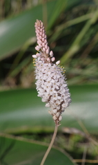 Bulbinella cauda-felis