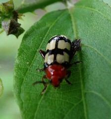 Disonycha angulata