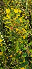 Chamaecrista fasciculata