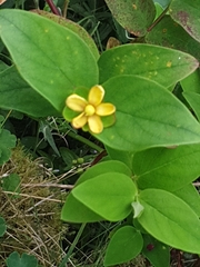 Hypericum androsaemum