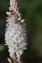 Bulbinella cauda-felis