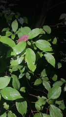 Cornus sanguinea
