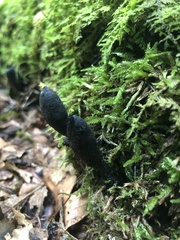 Xylaria longipes