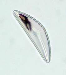 Cymbella