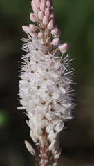 Bulbinella cauda-felis