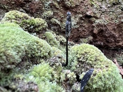 Geoglossum
