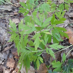 Anemonoides nemorosa