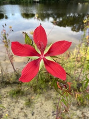 Hibiscus coccineus
