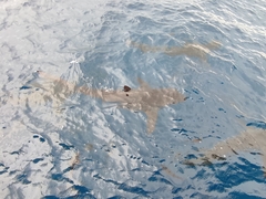 Carcharhinus