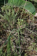 Bulbinella cauda-felis