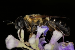 Megachile sculpturalis