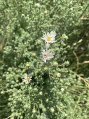 Symphyotrichum falcatum