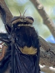 Mallophora leschenaulti