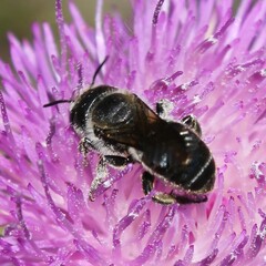 Osmia