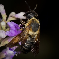 Megachile sculpturalis
