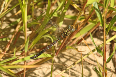 Aeshna constricta