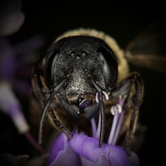 Megachile sculpturalis