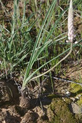 Bulbinella cauda-felis