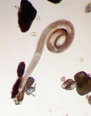 Nematoda