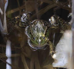 Pelophylax ridibundus