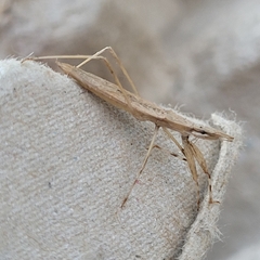 Sastrapada baerensprungi