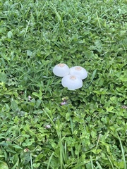 Chlorophyllum molybdites image