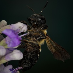 Megachile sculpturalis