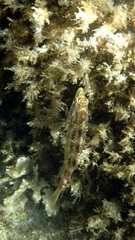 Symphodus roissali