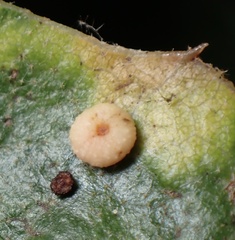 Dryocosmus minusculus