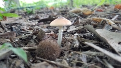 Leucoagaricus rubrotinctus
