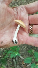 Leucoagaricus rubrotinctus