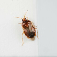 Deraeocoris lutescens