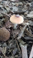 Leucoagaricus rubrotinctus