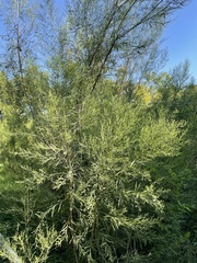 Baccharis neglecta