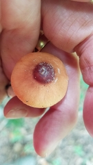 Leucoagaricus rubrotinctus