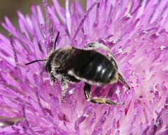 Osmia