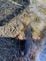 Lethocerus americanus