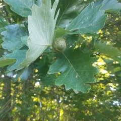 Quercus bicolor