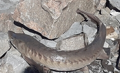 Acipenser fulvescens