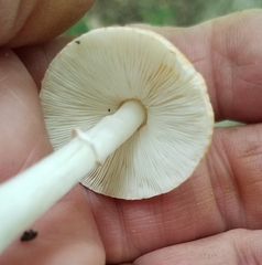 Leucoagaricus rubrotinctus
