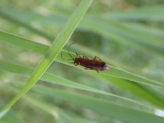 Rhagonycha fulva