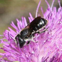 Osmia