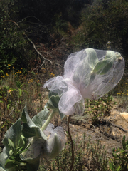 Asclepias californica