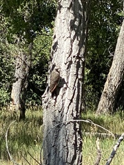 Colaptes auratus cafer