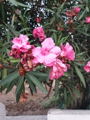 Nerium oleander