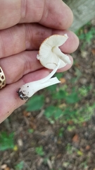 Leucoagaricus rubrotinctus