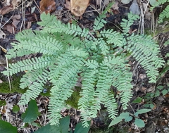 Adiantum pedatum