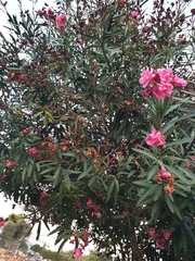 Nerium oleander
