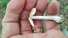 Leucoagaricus rubrotinctus