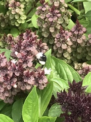 Melissodes bimaculatus